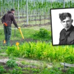 Zoektocht naar Canadese soldaten eindigt in Leuthse moestuin: geen spoor van Ernest en Walter